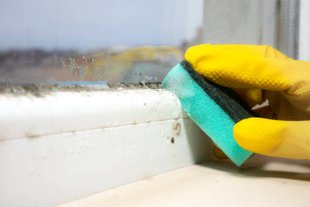 Best Insurance-Related Mold Remediation in Manchester, MO